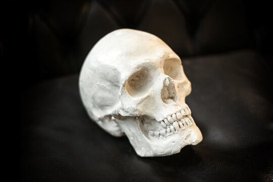 Plaster model of a human skull displayed on black leather