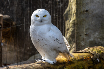 The Snowy Owl, Bubo scandiacus is a large, white owl of the owl family