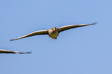 The flying greylag goose, Anser anser is a species of large goose