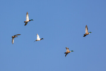 Wild duck or mallard, Anas platyrhynchos flying over a lake in Munich, Germany