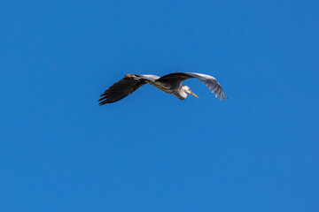 Grey Heron or Ardea cinerea. Single Grey Heron in flight.