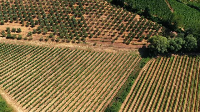 Tuscan countryside shot with drone at summer time of wine fields. Aerial view of amazing cultivated fields in hot weather, arid fields,green trees,olive trees 