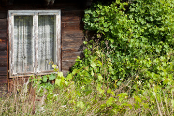 Old wooden traditional country house with wooden window, overgrown with vines, fragment.