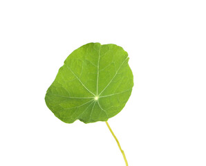 Green leaf of nasturtium plant on white background, isolate - obrazy, fototapety, plakaty
