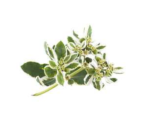 Euphorbia plant on a white background, isolate, close-up.