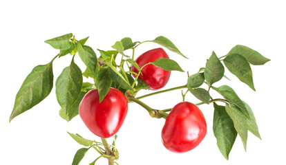 Plant vegetable red bell pepper with green leaves on a stem on a white background, isolate, close-up. Sweet pepper