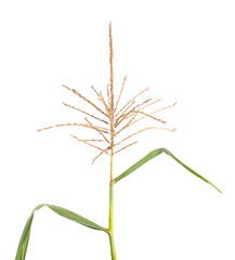 Corn plant stem on white background, close-up, isolate. Cornstalk