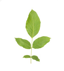 Naklejka na ściany i meble Green twig with walnut leaves on white background, isolate. Close-up