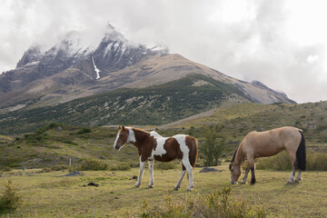 Fototapeta na wymiar caballos pastando,Parque nacional Torres del Paine,Sistema Nacional de Áreas Silvestres Protegidas del Estado de Chile.Patagonia, República de Chile,América del Sur