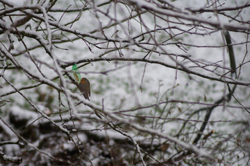 bird in the snow