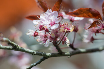 cherry blossom