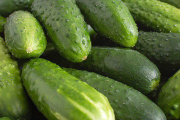 background from cucumbers, macro, copy space for text. Freshness natural farm-grown cucumbers