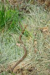 Snake in the garden