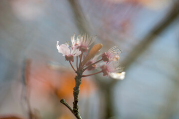 magnolia flower