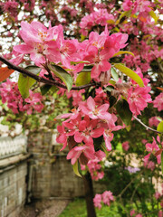 A branch of an apple tree with red and pink flowers in a park on Elagin Island in St. Petersburg.