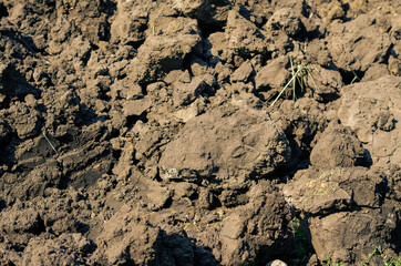 The texture of dry mud. Pieces of overgrazed soil in a farmer's field. Daytime. Selective focus.