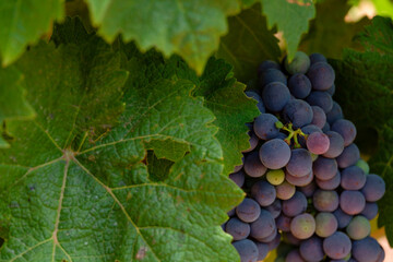 viñas Terramoll, La Mola, Formentera, balearic islands, Spain