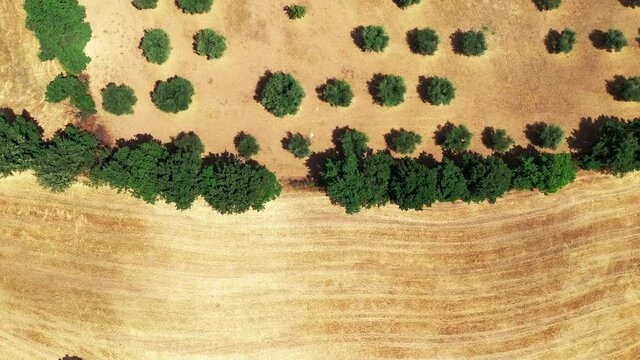 Aerial Top view of Tuscan countryside shot with drone at summer time. Top view of amazing country in sunny weather, arid wheat fields,green trees,olive trees 