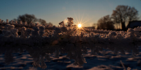 sunset in the forest