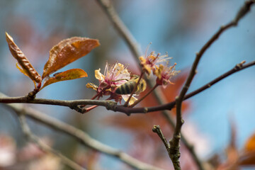 buds of a willow
