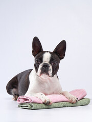 boston terrier put his paws on a towel. Dog grooming. Animal beauty salon
