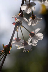 witch flying on broom