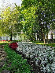 The road in the park between flower beds with coleus and plants with silver leaves, lined with round cut trees on a sunny summer day.