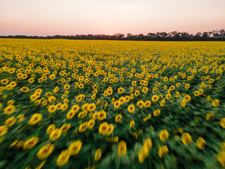 Fototapeta premium Sunflowers with motion blur