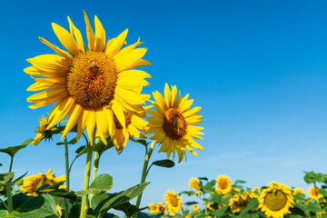 Beautiful fresh sunflowers and bees