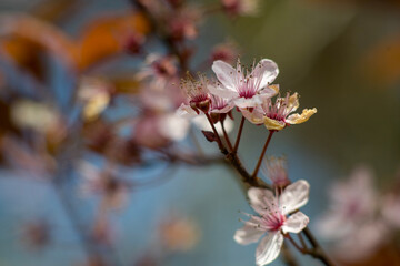 pink magnolia flower