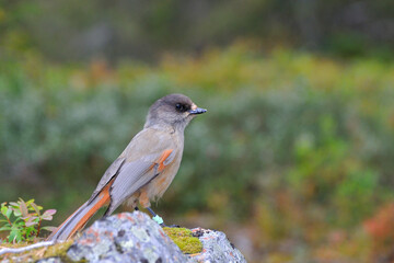 Obraz premium Unglückshäher in Schweden im Herbst