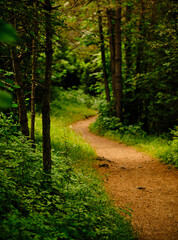 Nice road in the middle of the forest