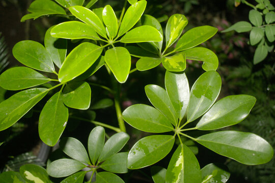  evergreen foliage dwarf umbrella tree leaves