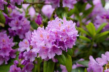 Rhododendron branch with blooming pink flowers on a rainy day. Selective focus, close up, outdoor.