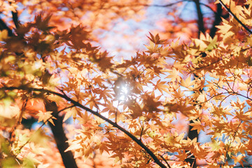 カエデの紅葉