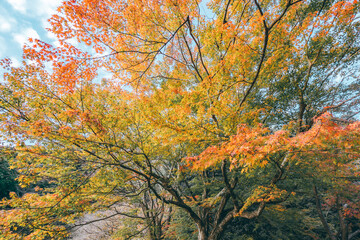 緑色とオレンジのグラデーションが美しい紅葉