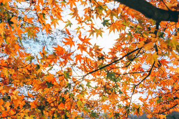 頭上一面に広がる紅葉