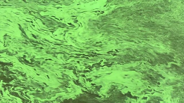 Green algae pattern background. Global environmental pollution. Dirty green waters in a lake, river, bay, pond, pool. Algae bloom, poor ecology, waste water