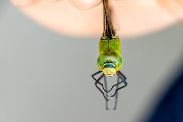 正面から眺めるギンヤンマの顔 © 木村　亨