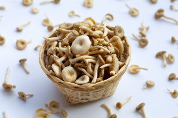 Fresh mushroom on white background. Lentinus squarrosulus mont