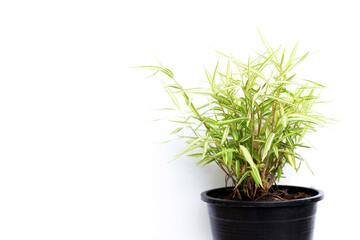 Green yellow plant in pot on white background. Top view of Thyrsostachys Siamensis Gamble or Cat bamboo