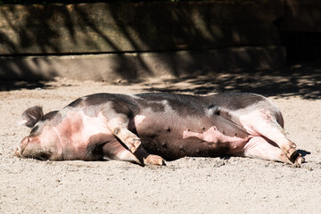 Faules Schwein - Das liegende und schlafende Schwein erinnert an die Redewendung der auf...