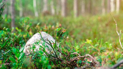 Scenic forest landscape with big stone with green grasses among thickets and trees. Vivid scenery with large boulder.