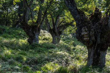 green route, forest of the Centennial Oaks, Munain and Okariz, Alava, basque country, spain