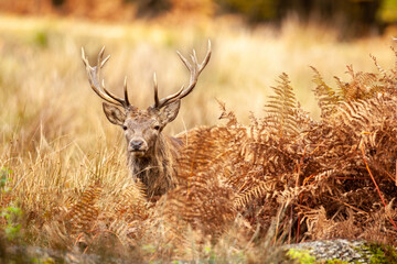 Un cerf &eacute;laphe dans une for&ecirc;t pendant la p&eacute;riode du brame