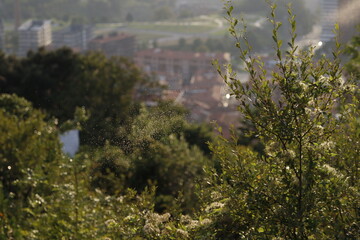 Vegetation in the countryside
