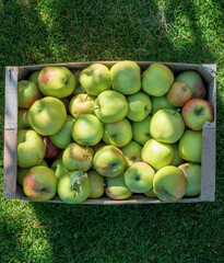 Apples in a box Outdoor. Sunny Background. Autumn Garden