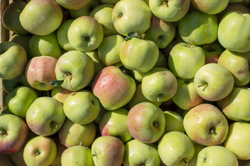Ripe green apples in wooden box.
