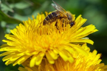 bee or honeybee in Latin Apis Mellifera on yellow flower