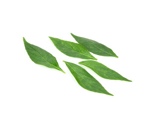 Andrographis paniculata plant on white background.